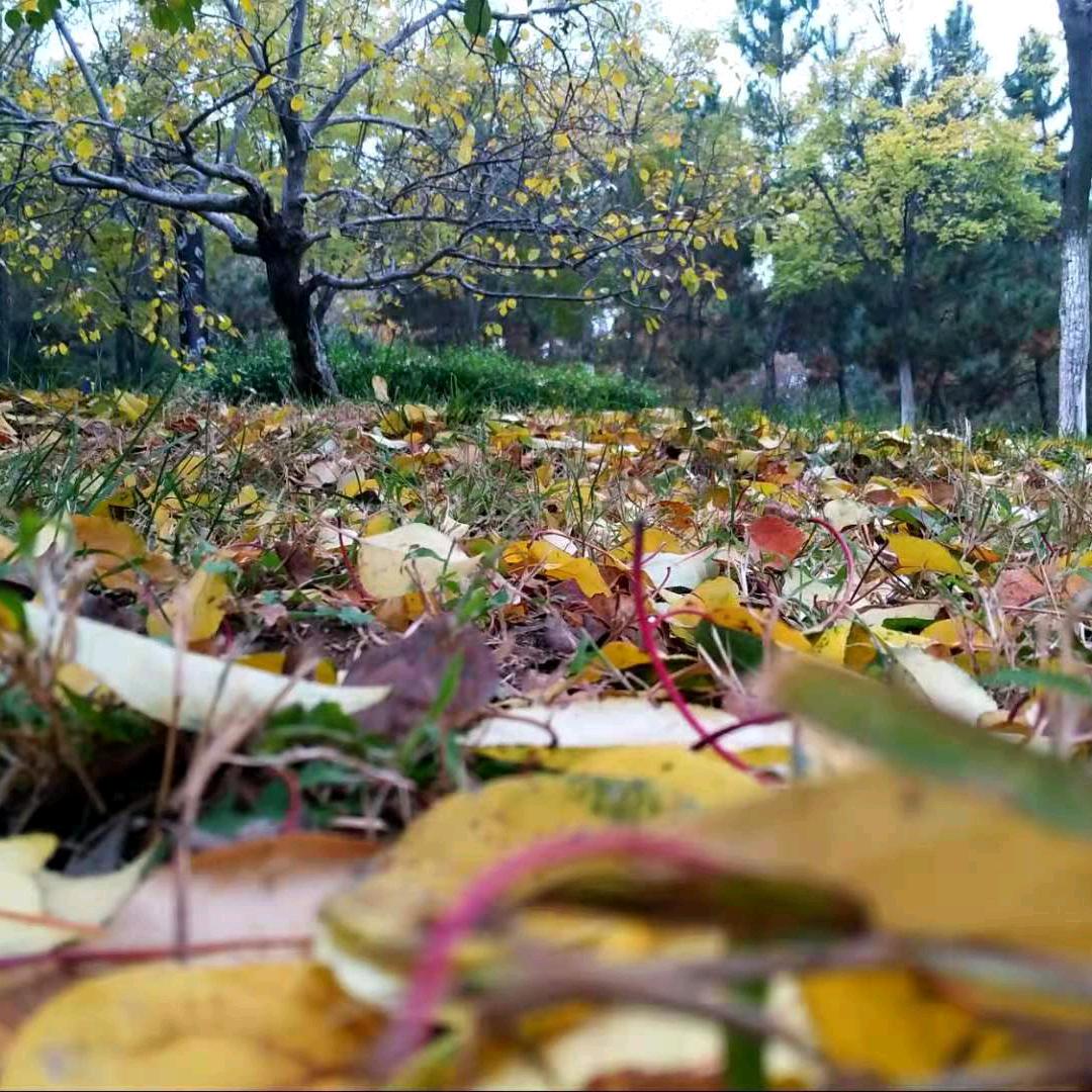 战龙在野