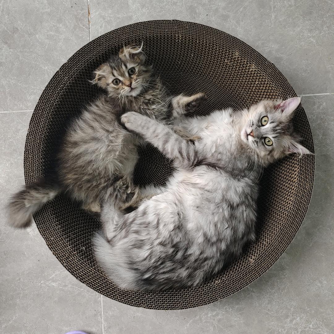 年纪轻轻猫狗双全