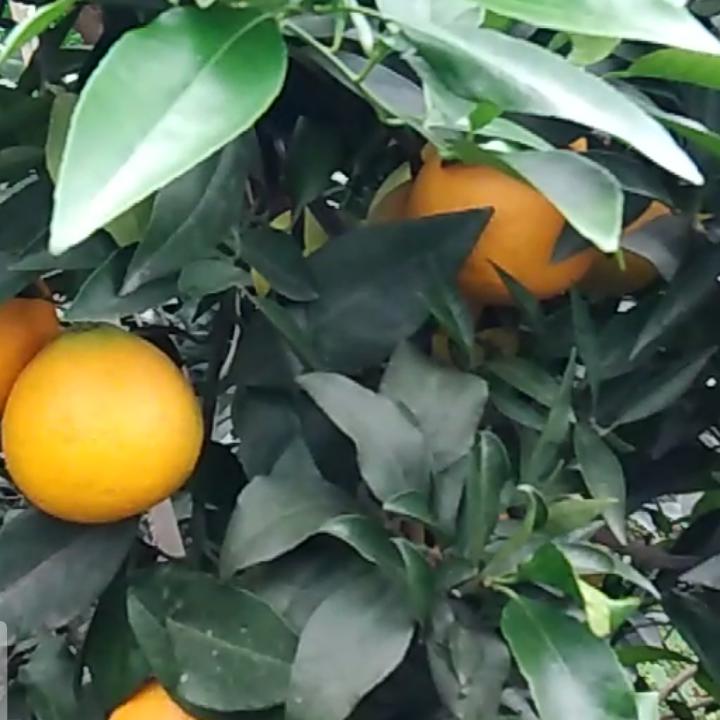 橘子哥