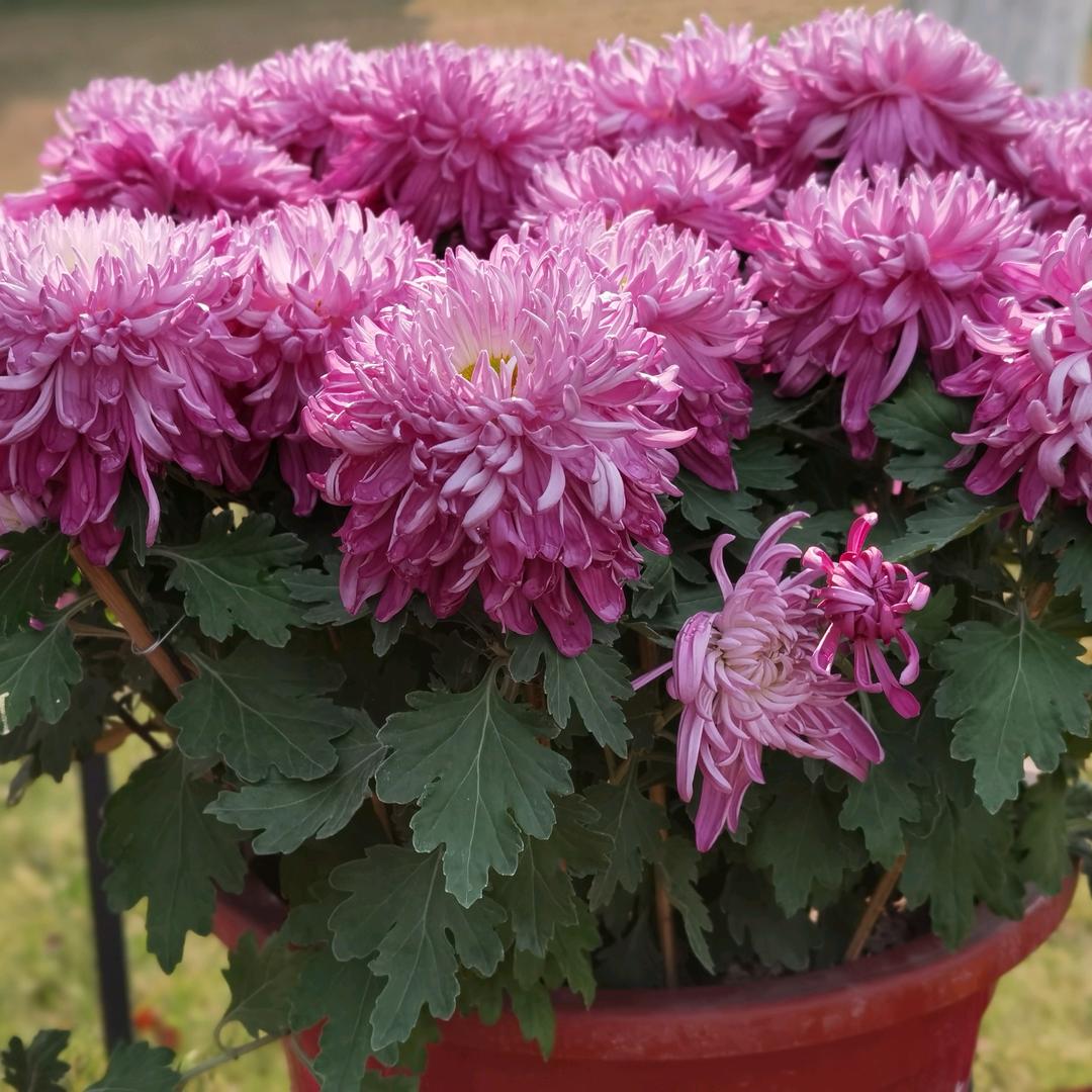 用户1950570590027，知心姐姐