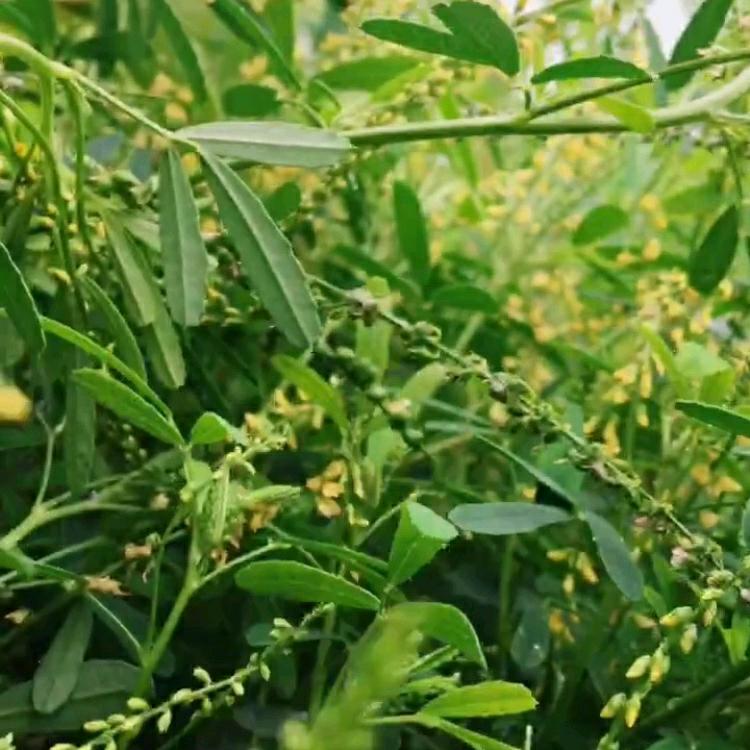 欣欣向荣