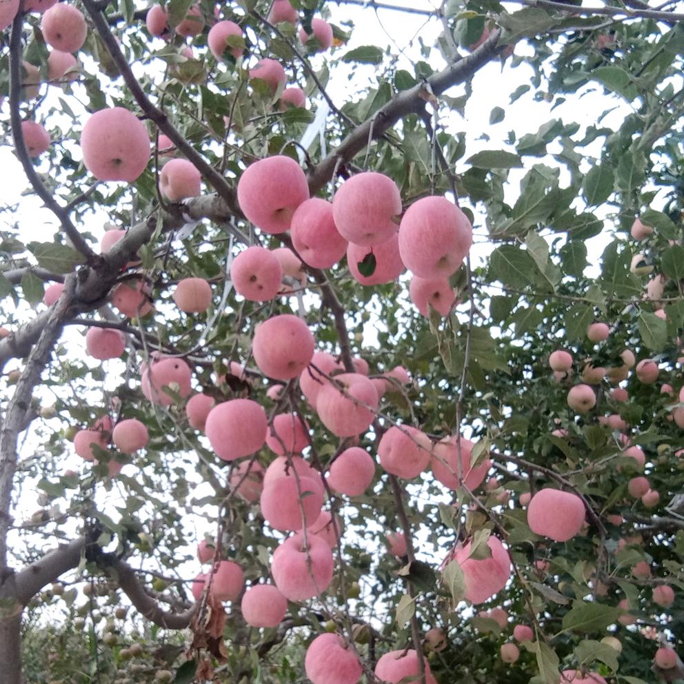 平安健康💞💞