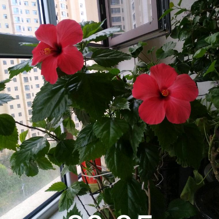 开心百合琴琴
