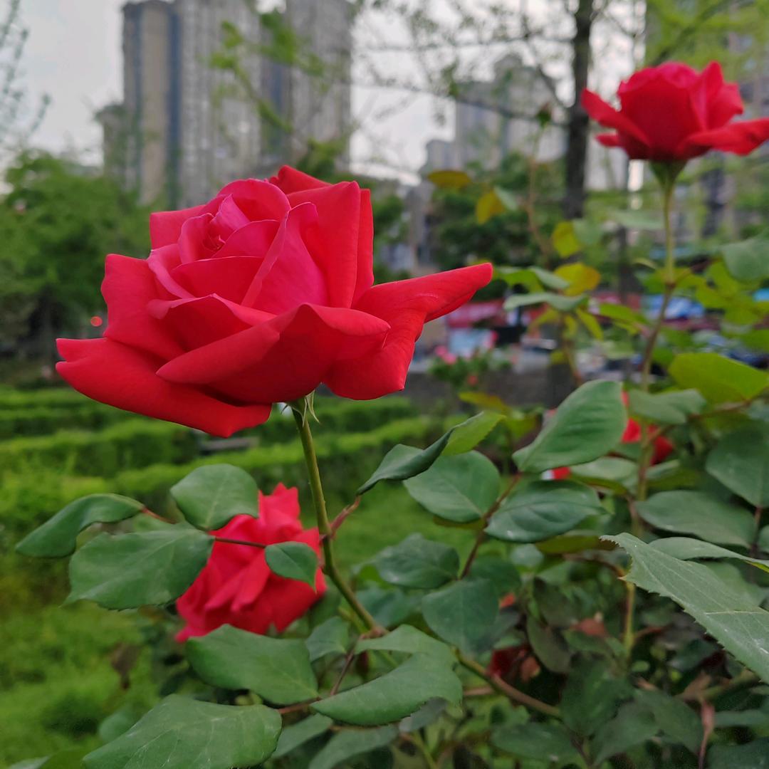 刘小姐