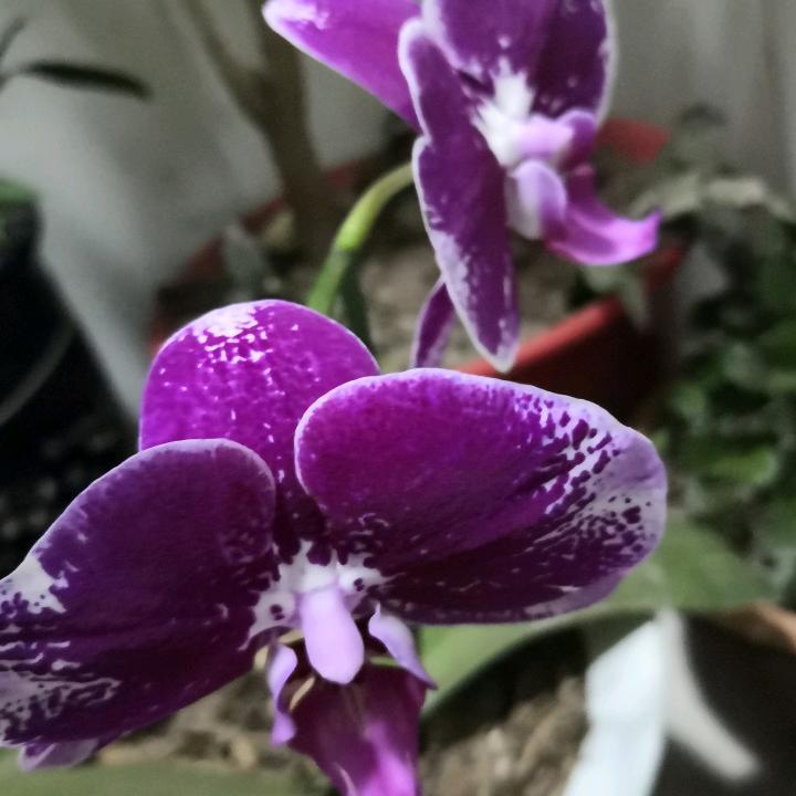 好靑年