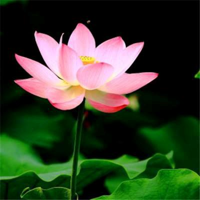 四季花开