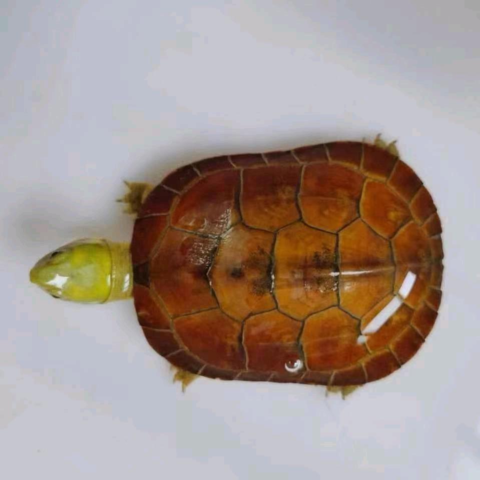 平和心养龟