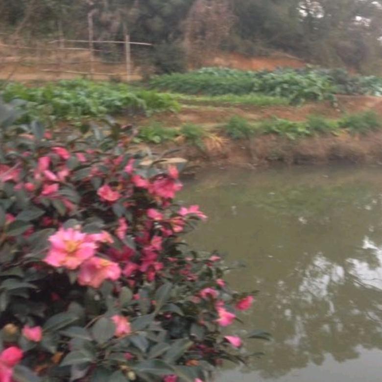 一只虎：身怀道羲正氣长存