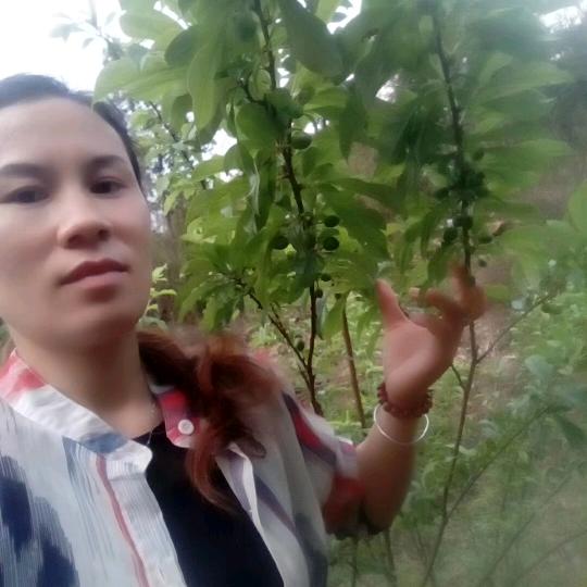 张秀娟，，，四桂村专业散生态土鸡