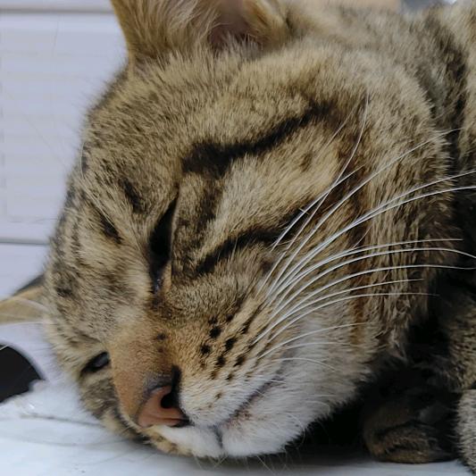 真的太爱猫咪了。