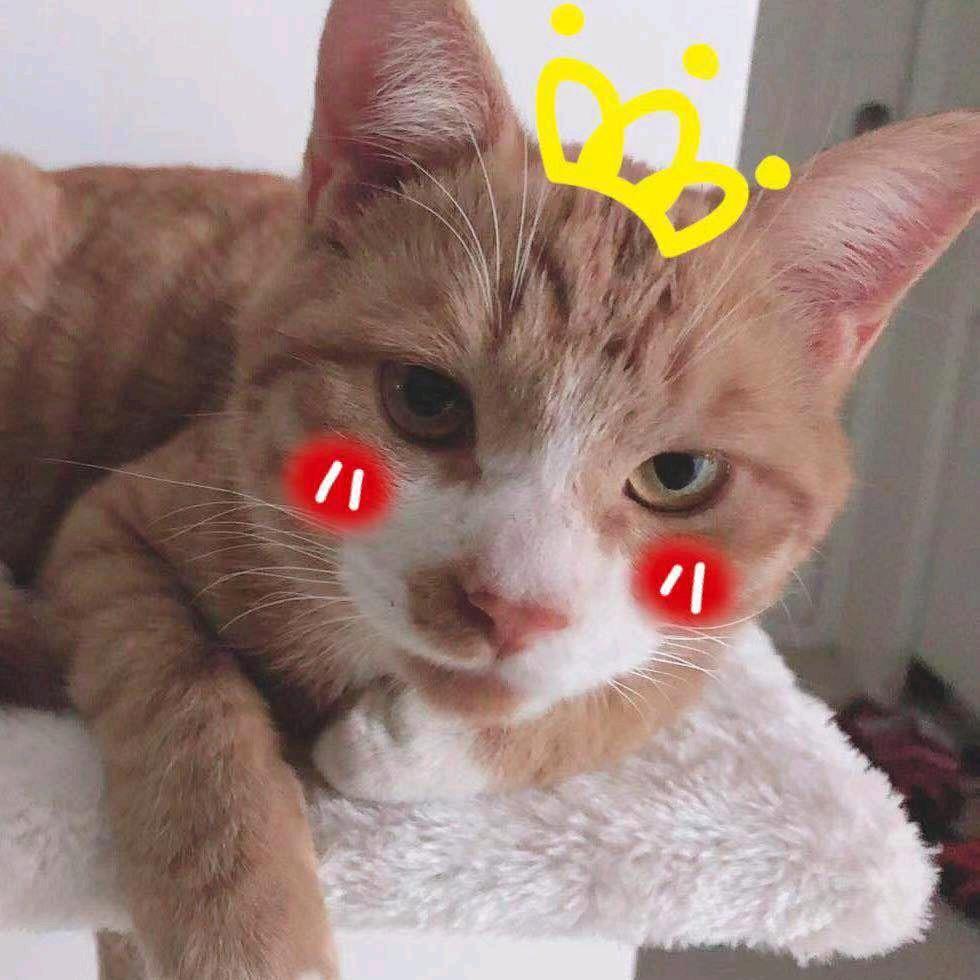 五条余