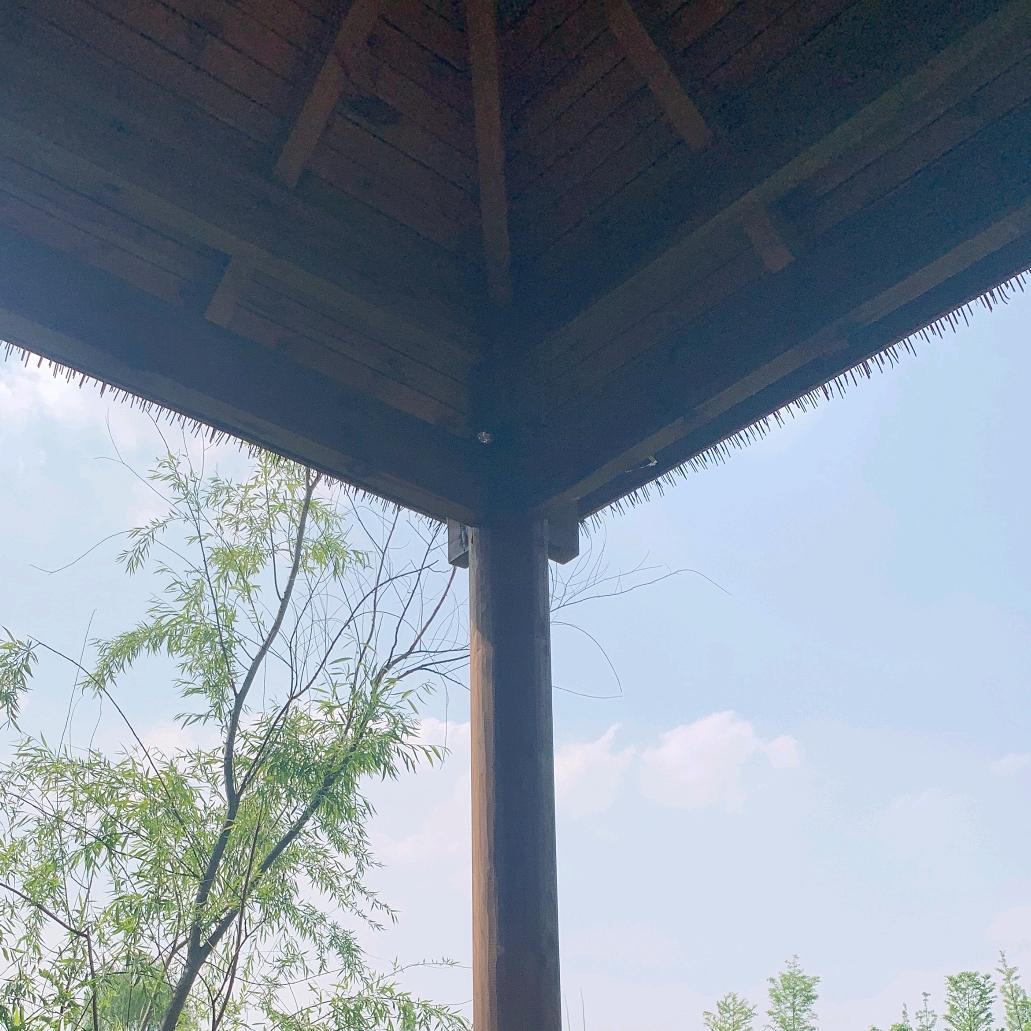 翠竹系向阳