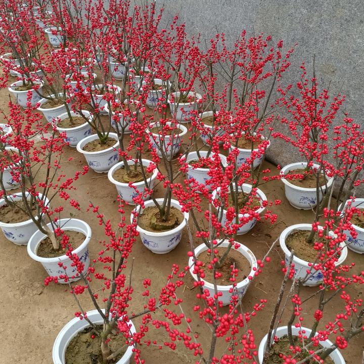 洋洋绿植店官方账号
