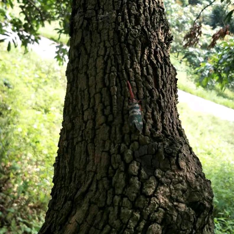 爱吃方便面的哥哥