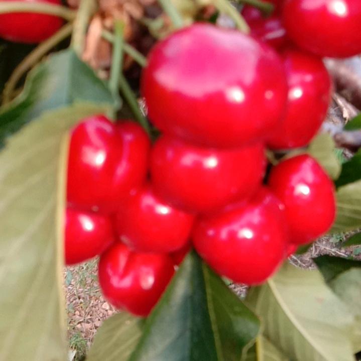 刘焕风(黑泥巴)