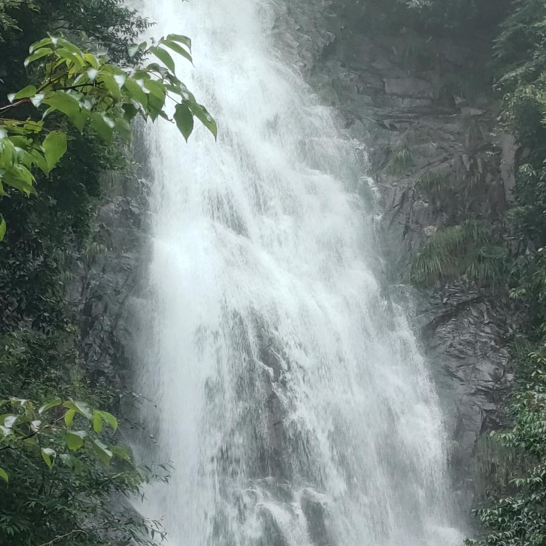 啊柳