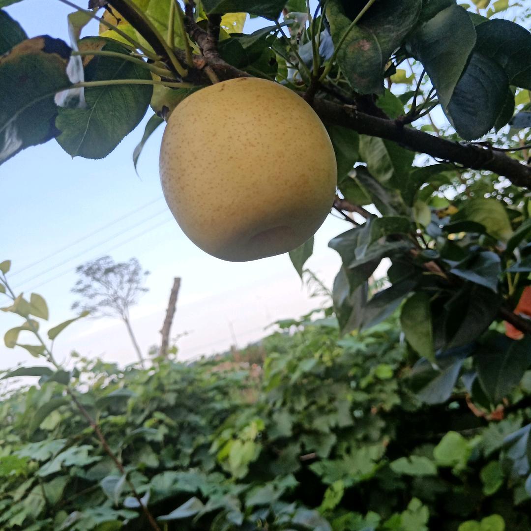 邓北岗王营翠冠梨园，搭建彩钢瓦棚