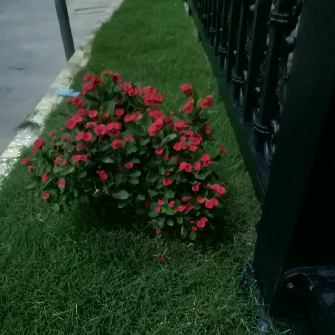 明发