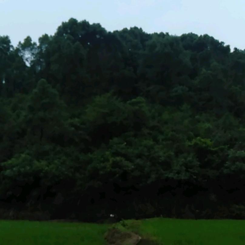 羊经理（经营桃源本地米，油，茶……）