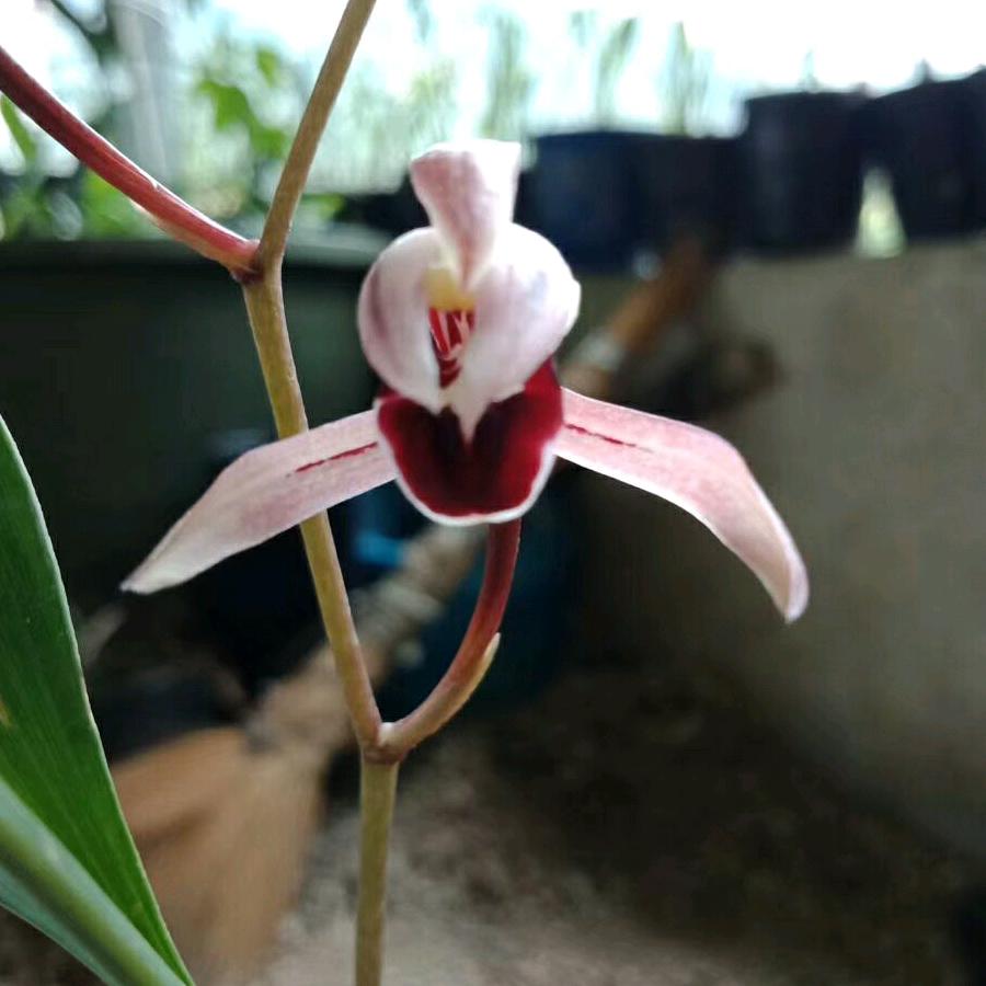 广西桂林恭城兰缘艺