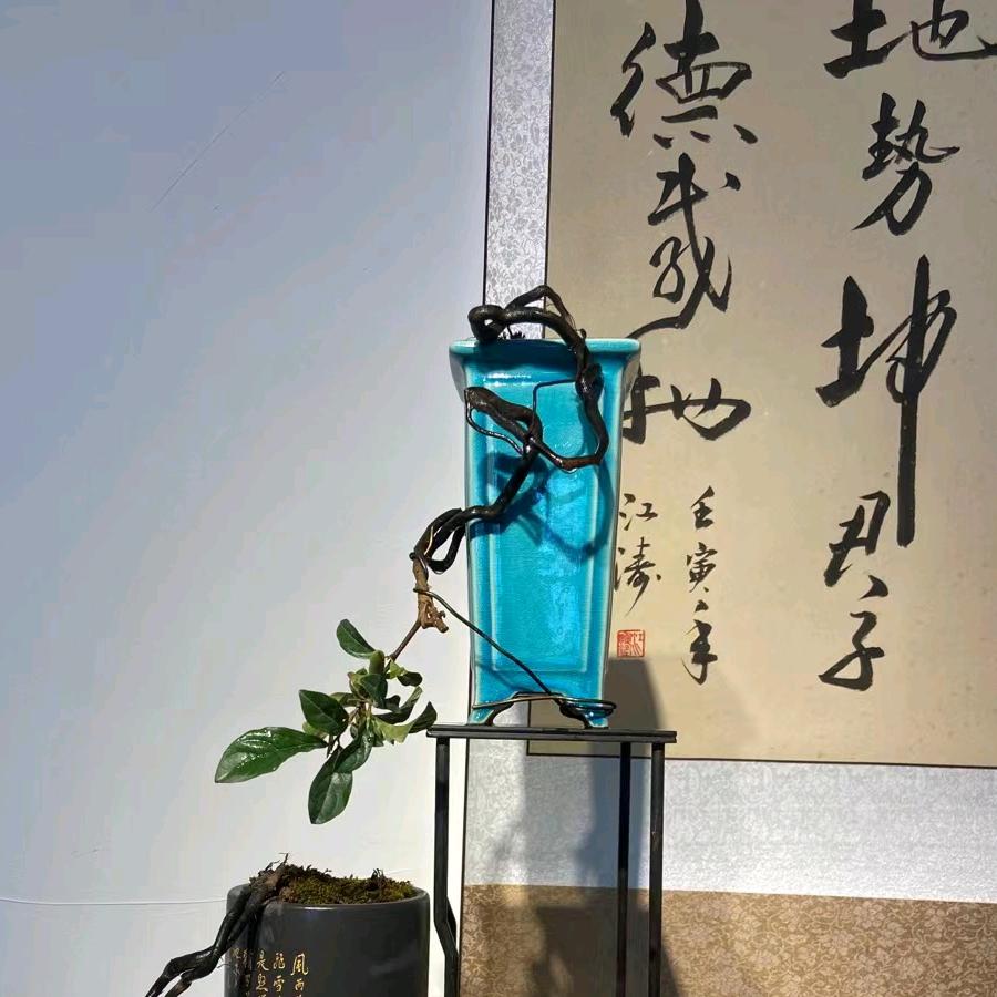 囿园老鸦柿
