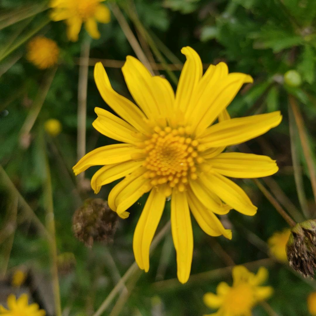 ☞冰あ糖$炖&雪♥梨☜