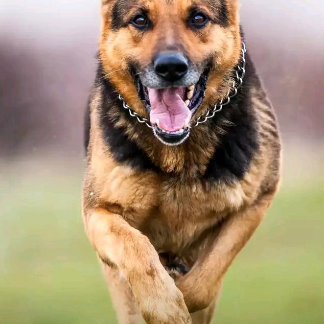 本尊锋哥为您点赞！