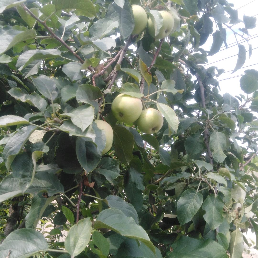 一半清醒，一半醉