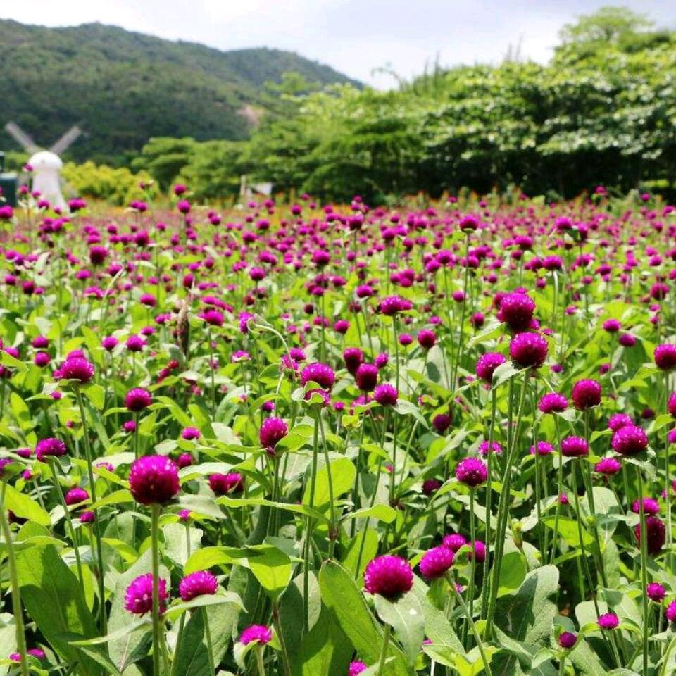 小谢