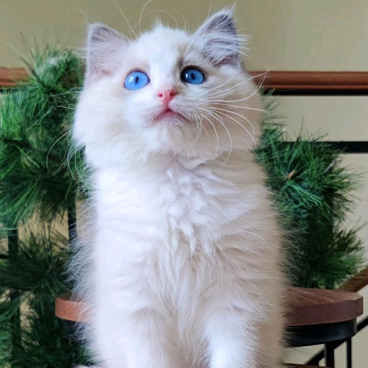 雪人