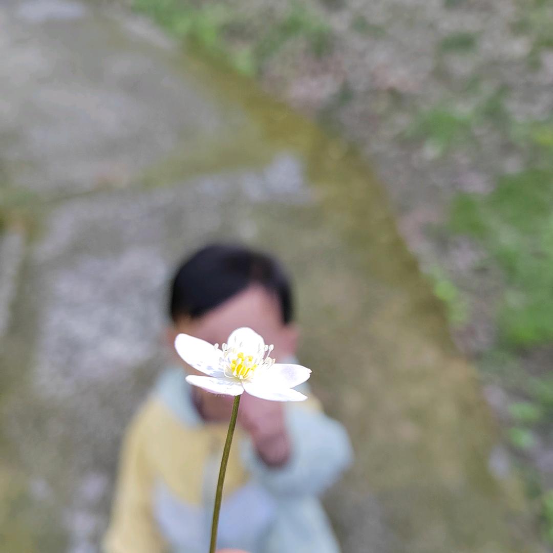 河马先生