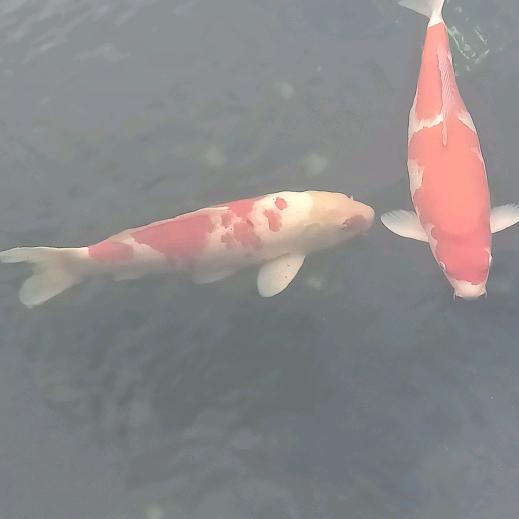 容