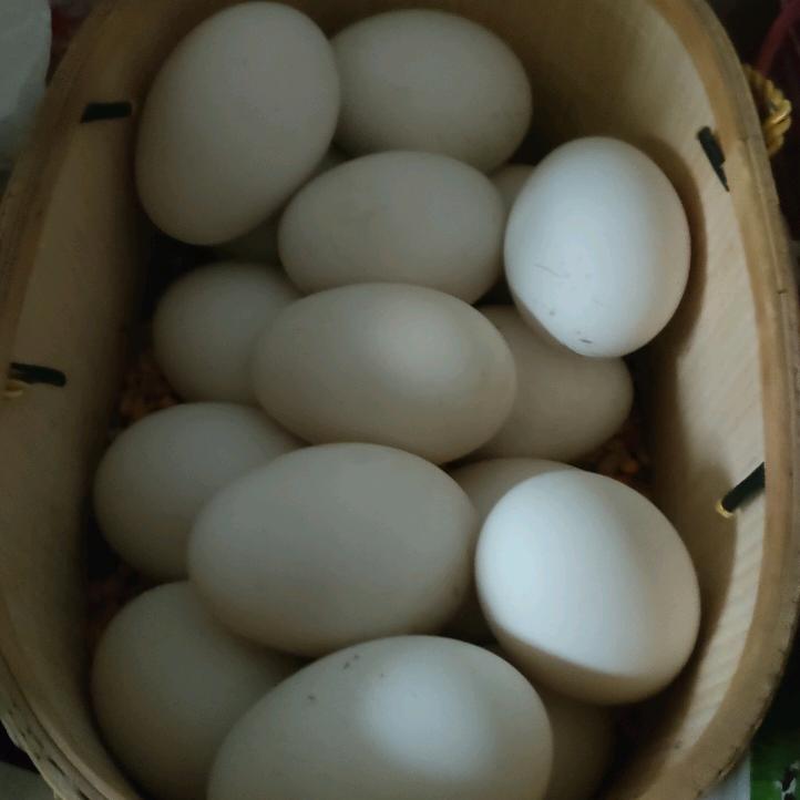 杨子