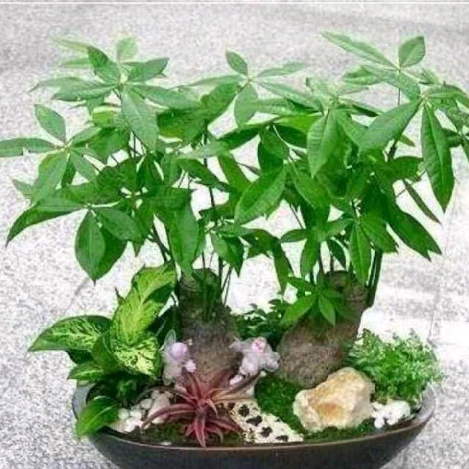 靠谱哥（开心传媒）