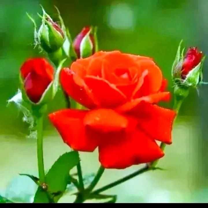 芳草花