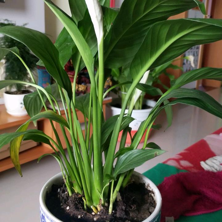 张致清