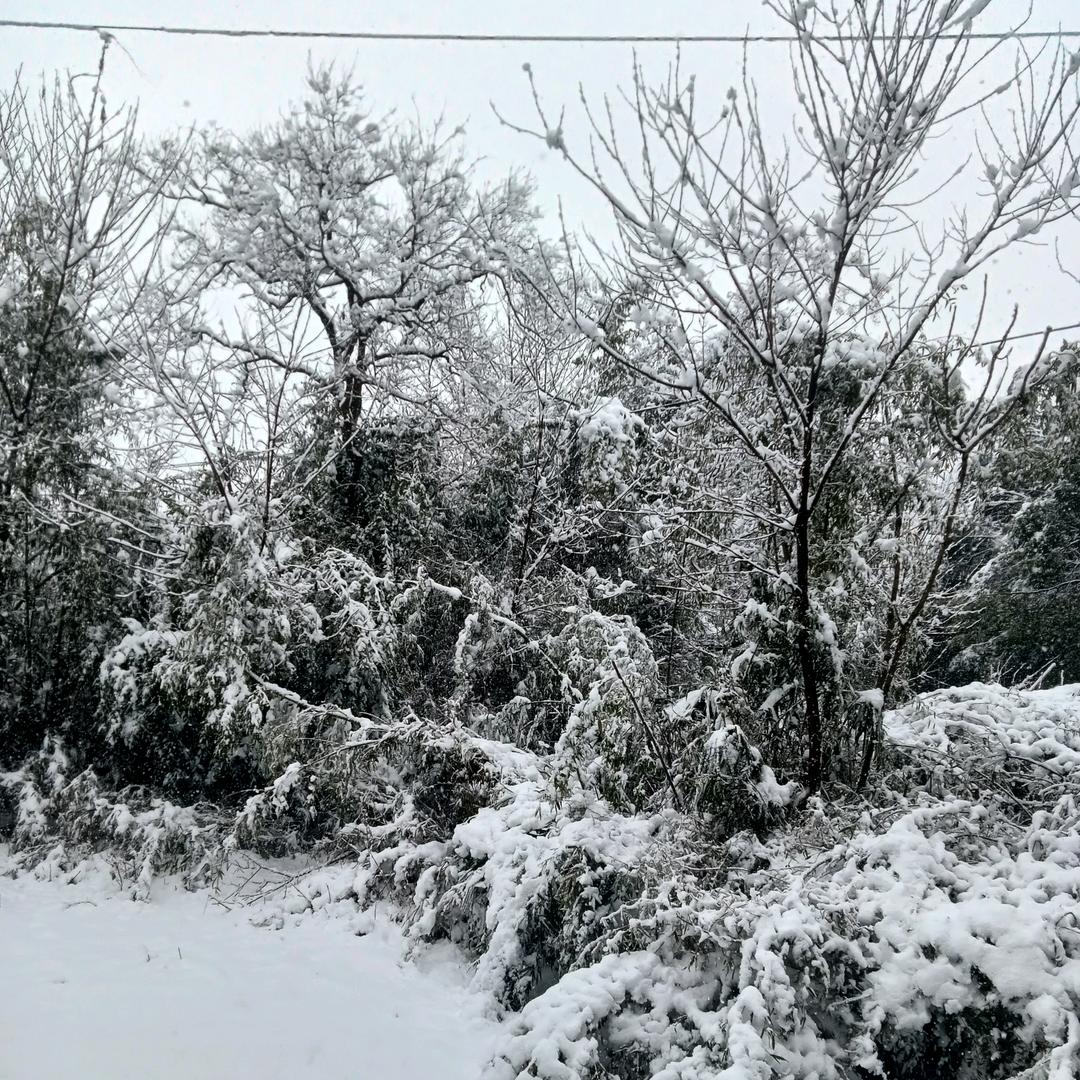 冬雪飘飘