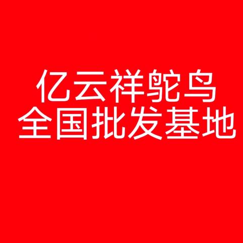 亿云祥鸵鸟批发基地