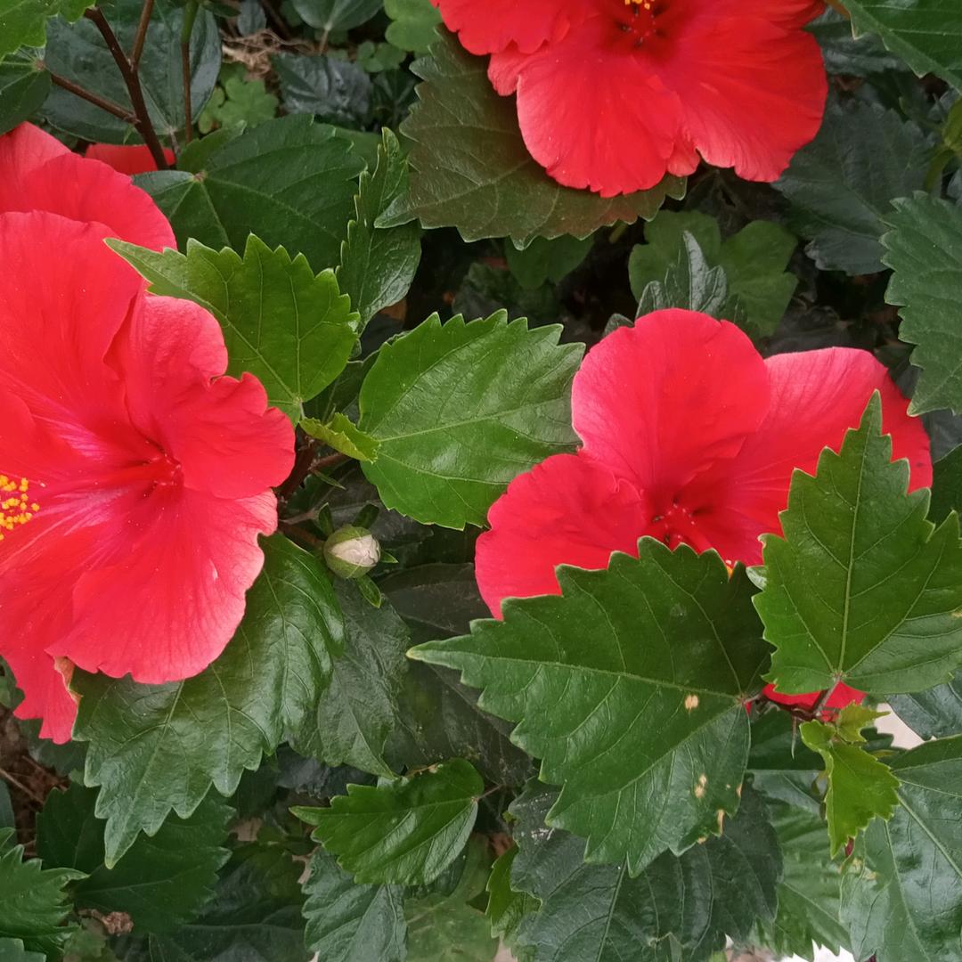 阳光玫瑰🌹