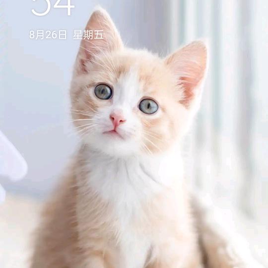 不变的心❤️