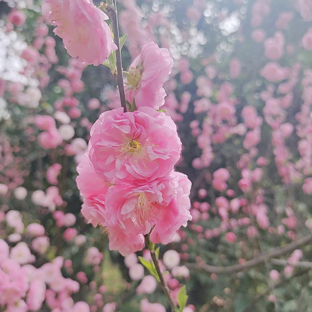 花开的时候你就来看我