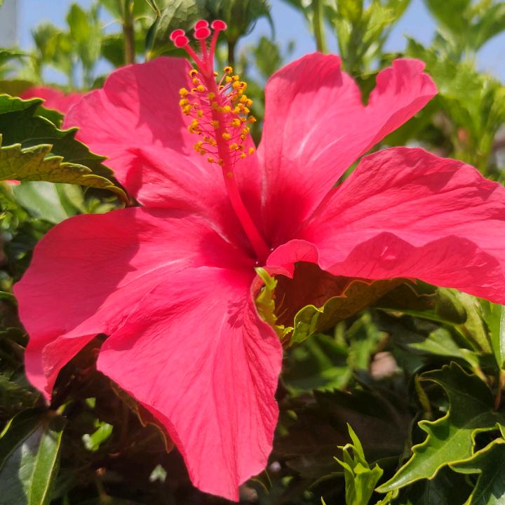 嫦娥奔月
