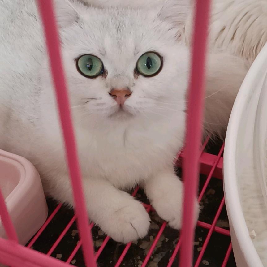 滚犊子