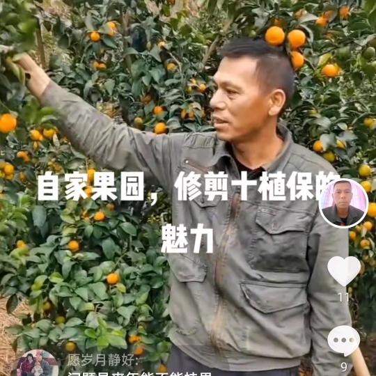 唐春喜（沙糖桔种植户）