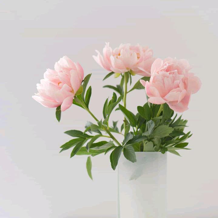 桃李芬芳‘