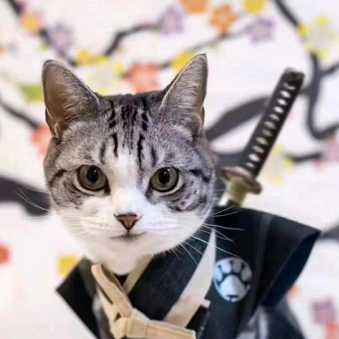 今天的风儿甚是喧嚣