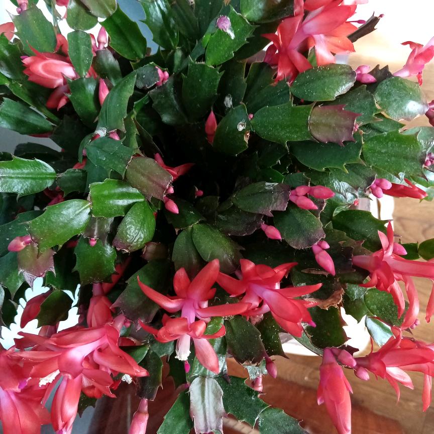 平安是福（花）