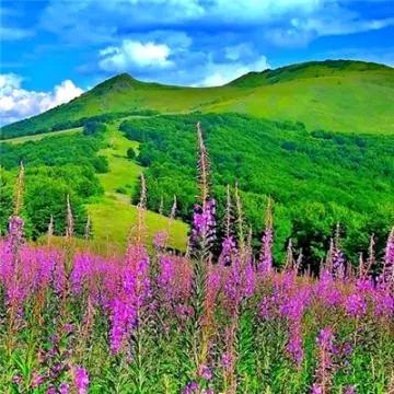 🔥陌上花开🔥
