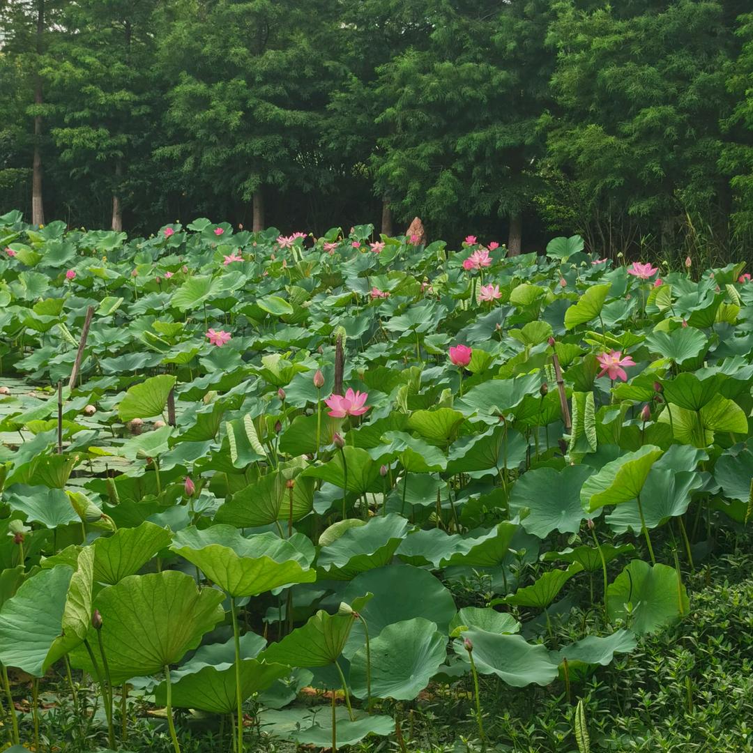 春姐😀