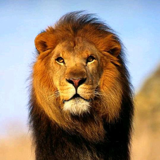 老张动物园@抖音